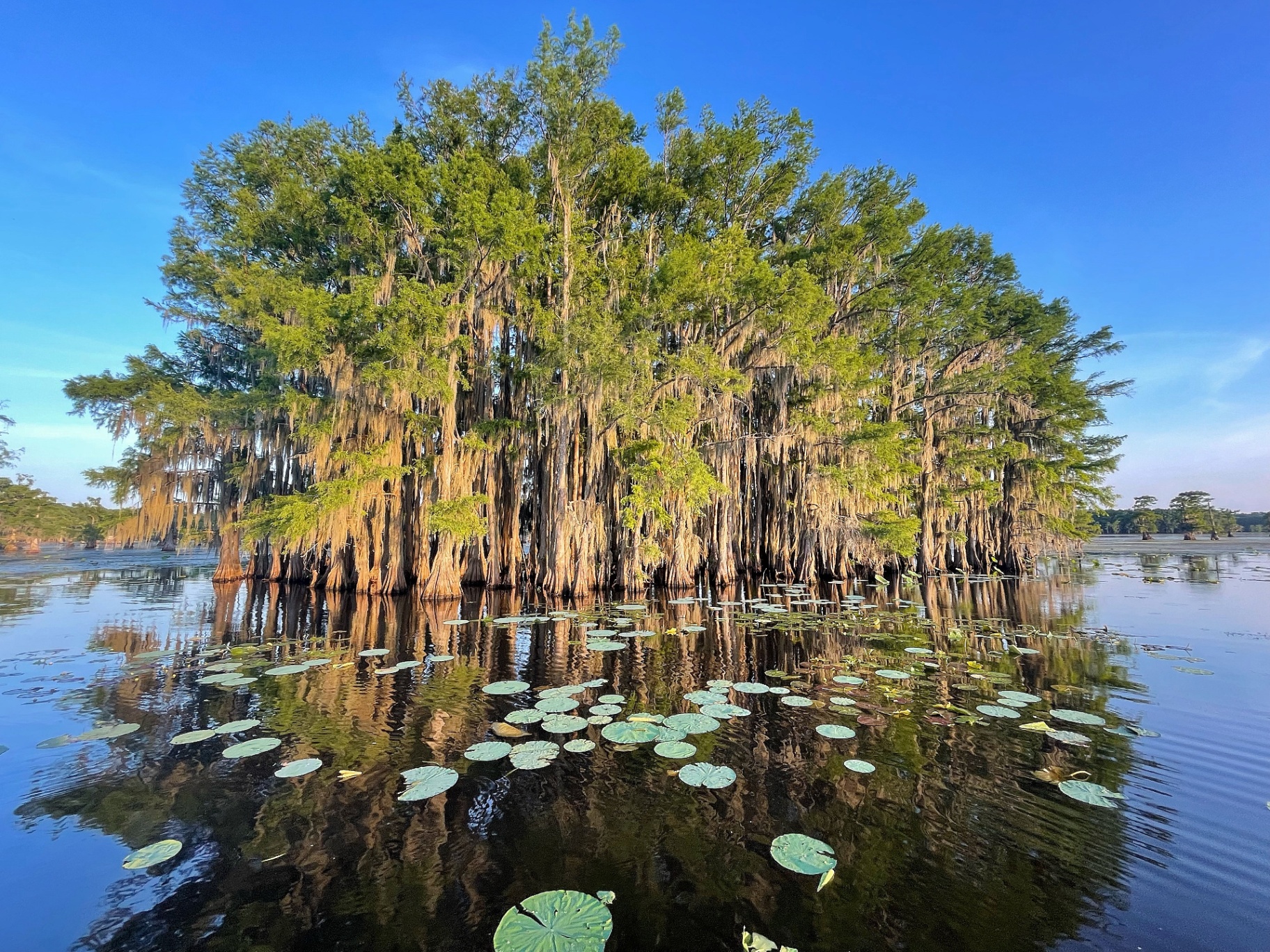 Caddo Lake