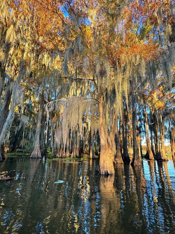 Spanish Moss Veil