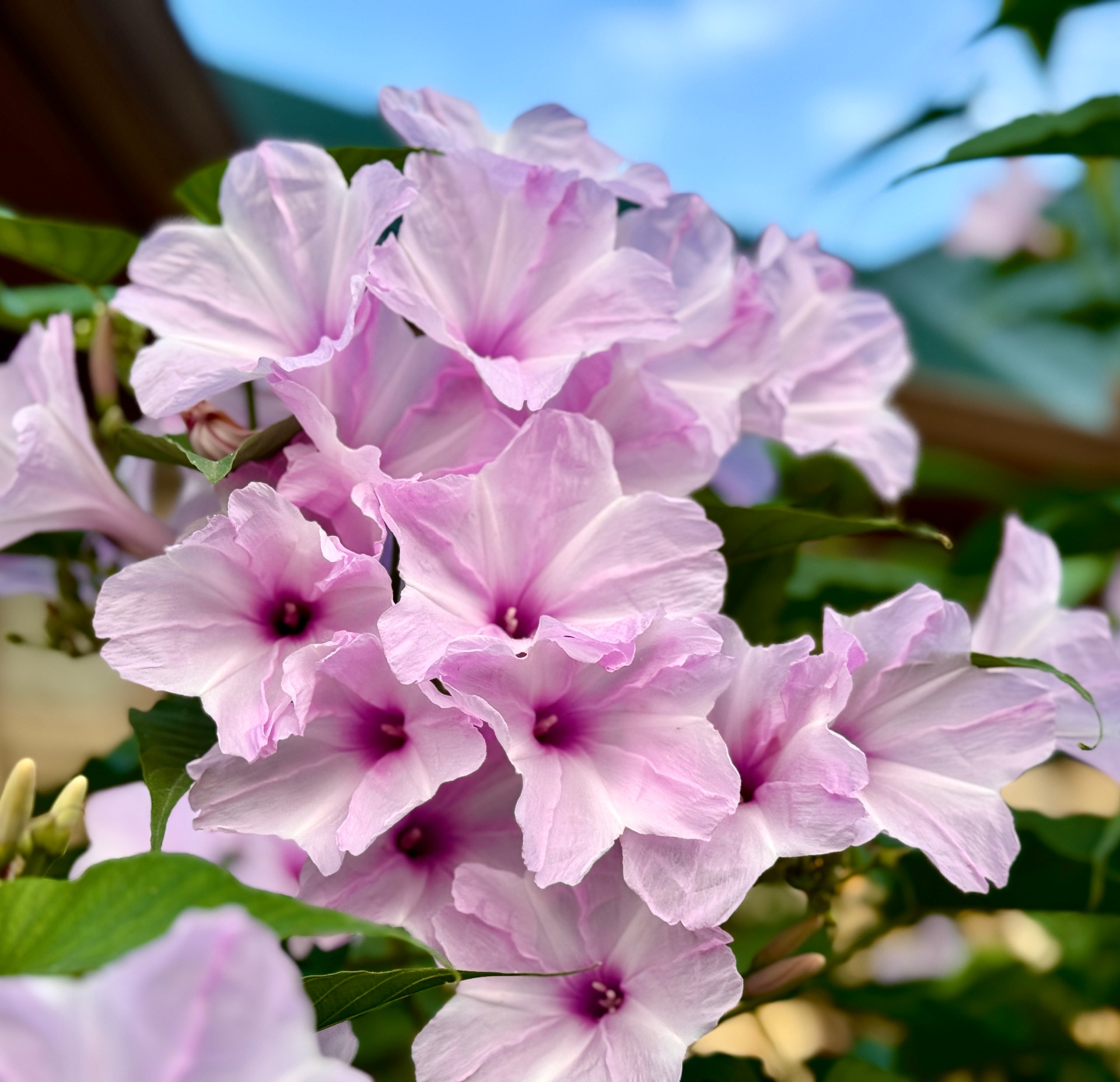 Pink Morning Glory