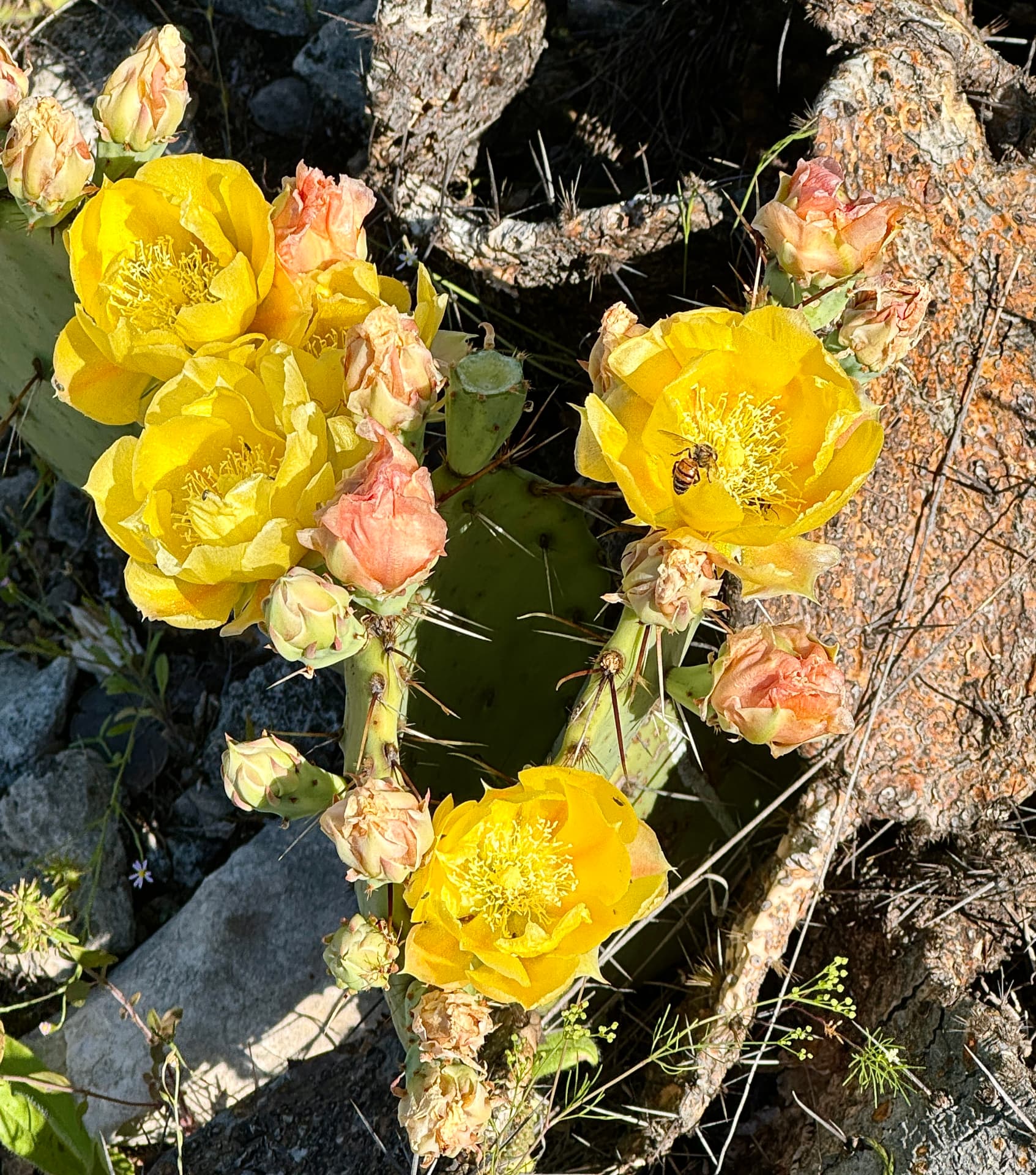 Honeybee in a Prickly Pear Bloom