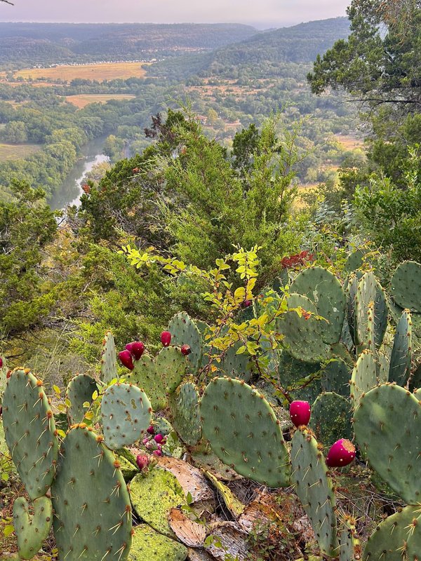 Prickly Pear Fruit Above the Valley