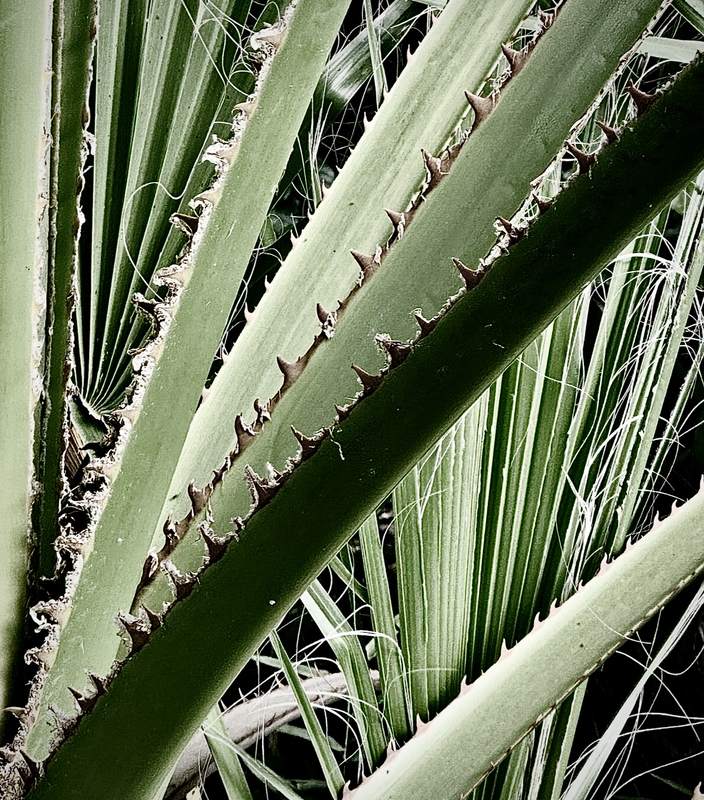Yucca Blades & Thorns