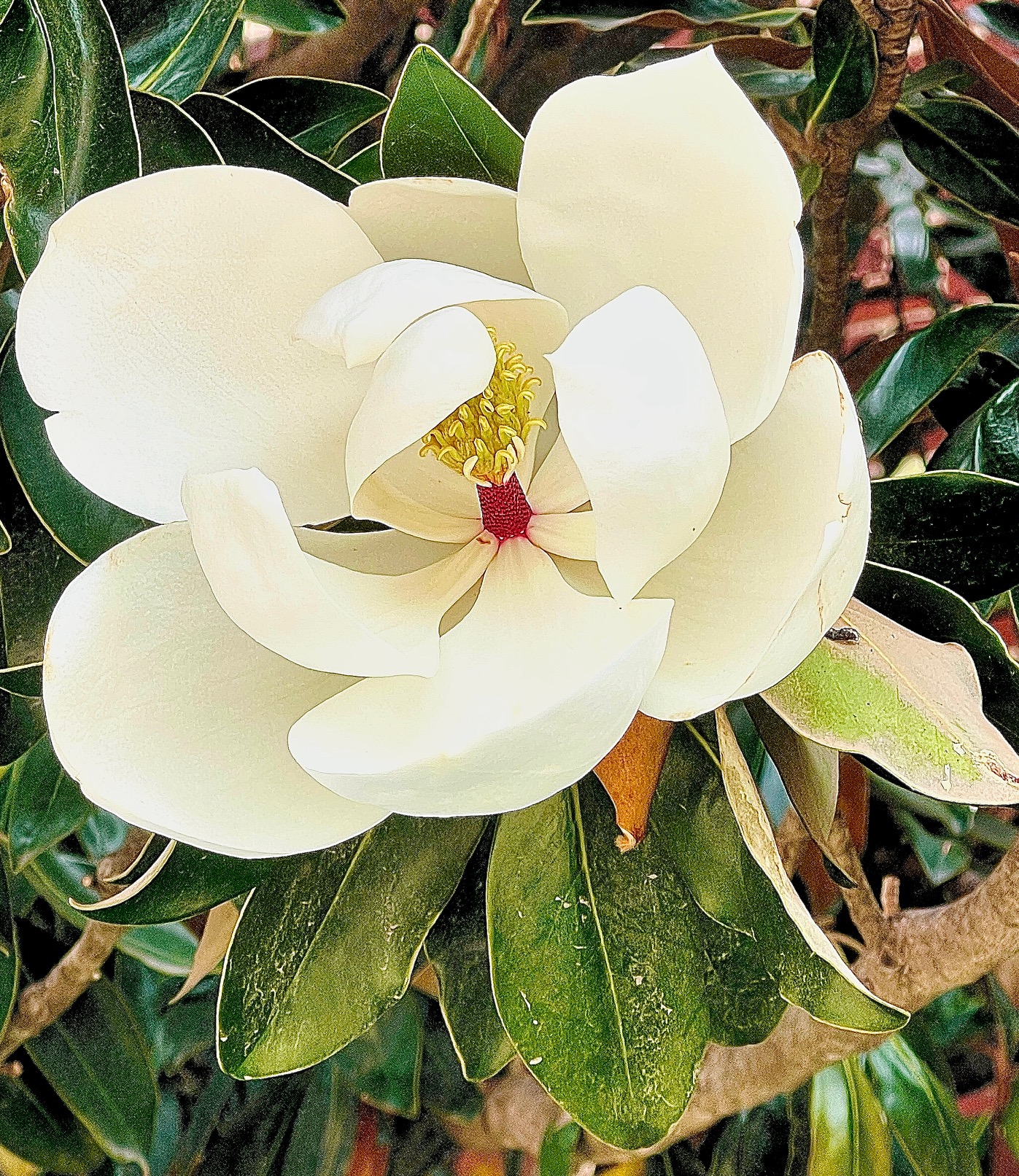 Southern Magnolia Bloom