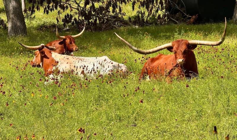 Longhorn Trio in Mexican Hat Meadow