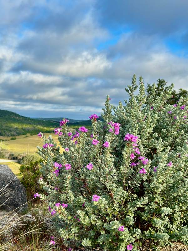 Cenizo in Bloom Over the Hills