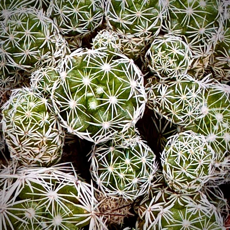 Pincushion Cluster in White Stars