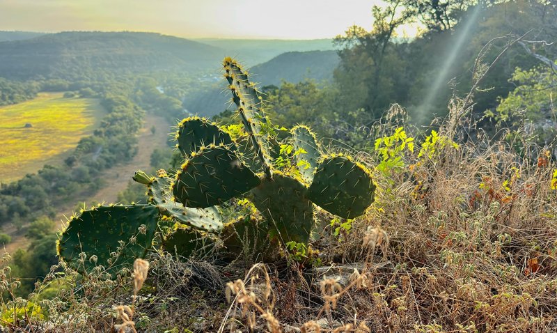 Prickly Pear on the Ridge, Morton Preserve