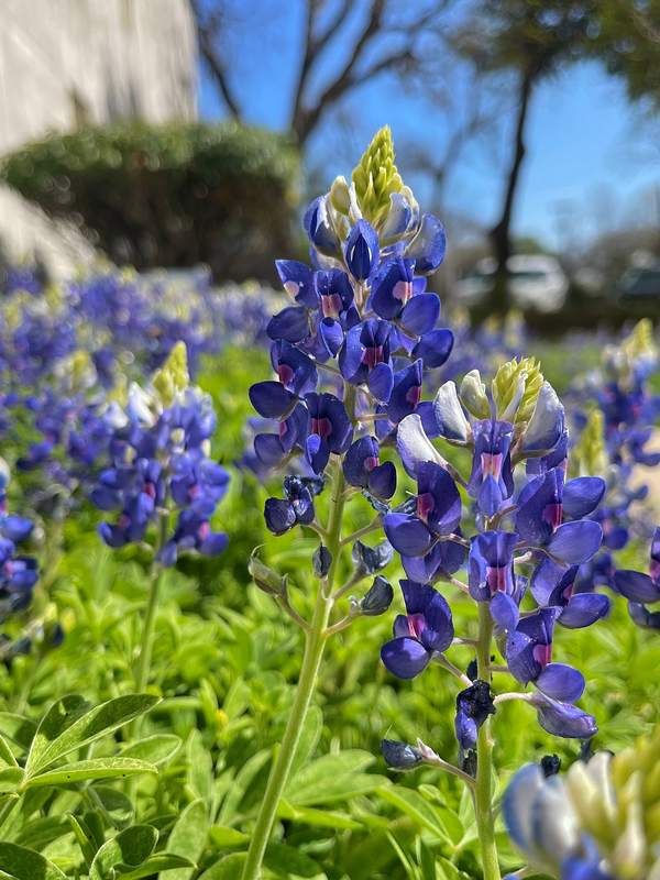 Bluebonnet Spike Close-Up