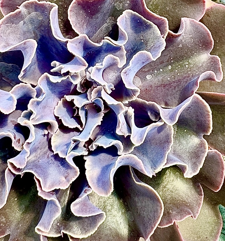 Ruffled Echeveria in Violet
