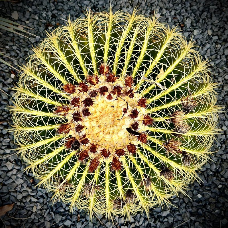 Golden Barrel Crown