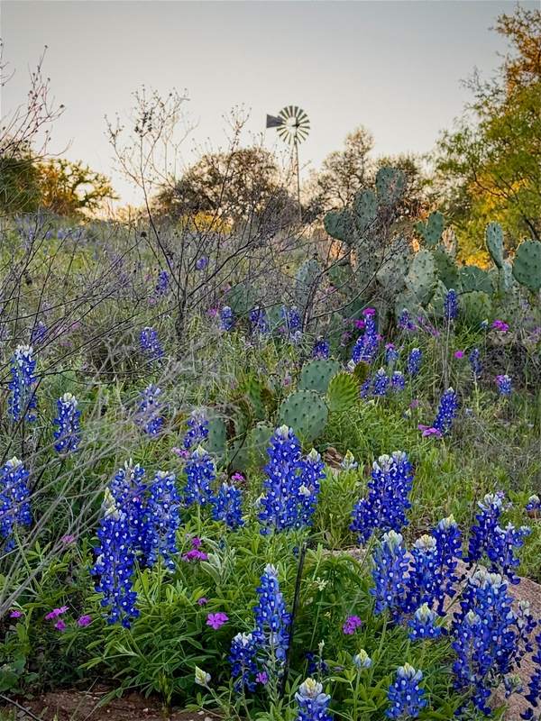 Bluebonnets, Prickly Pear & Windmill