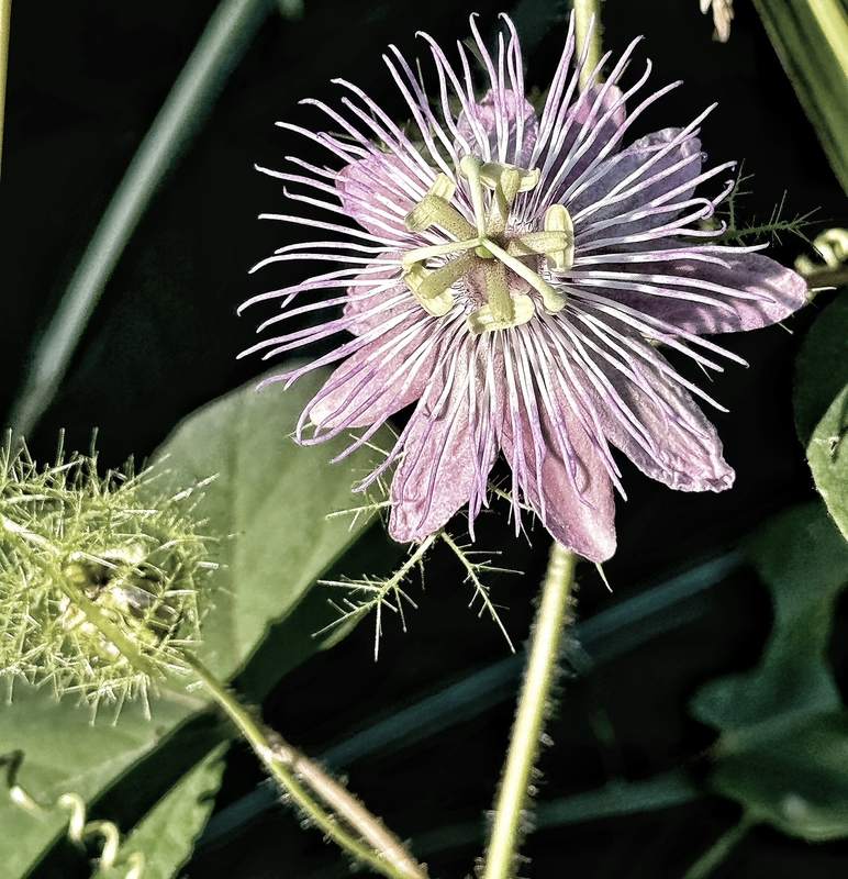 Passionflower in Low Light