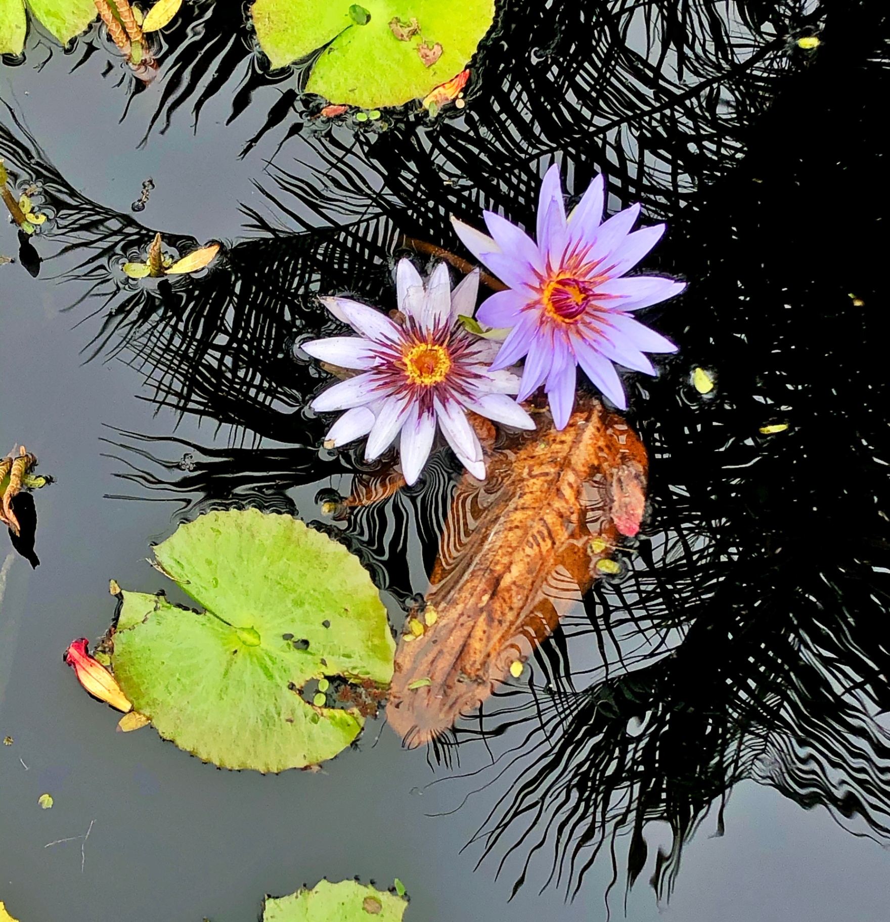 Twin Star Lilies with Cypress Reflection
