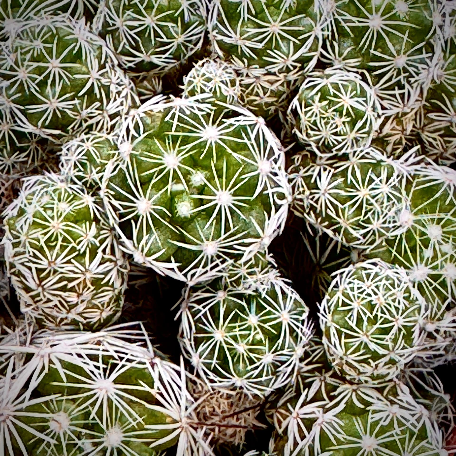 Pincushion Cluster in White Stars