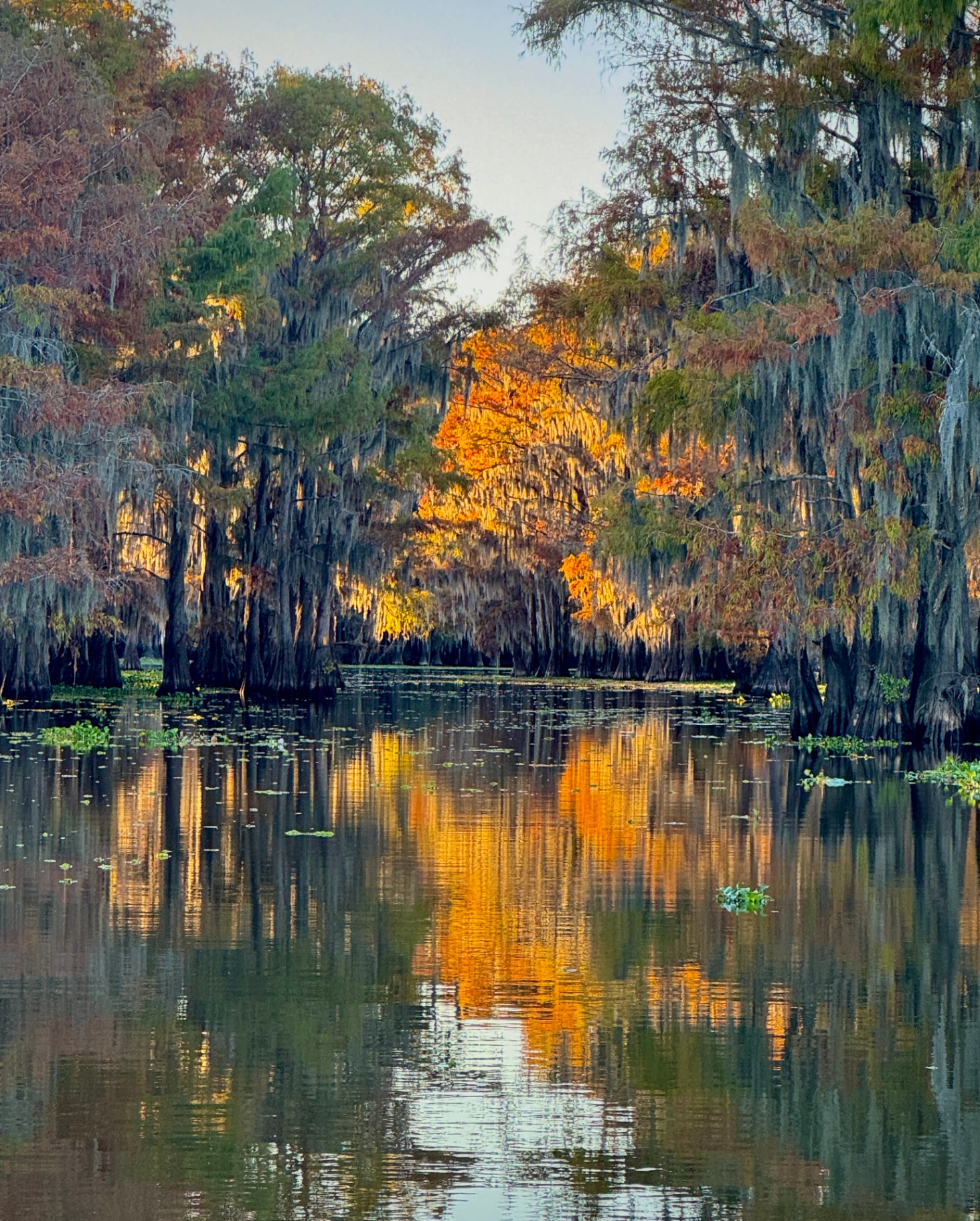Golden Channel Through the Cypress Cathedral