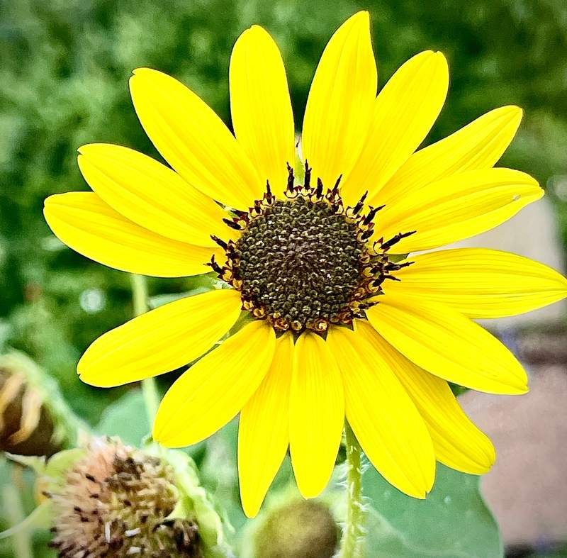 Common Sunflower