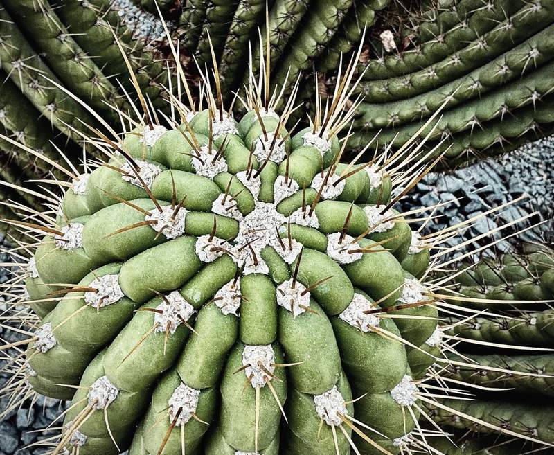 Cactus Crown from Above