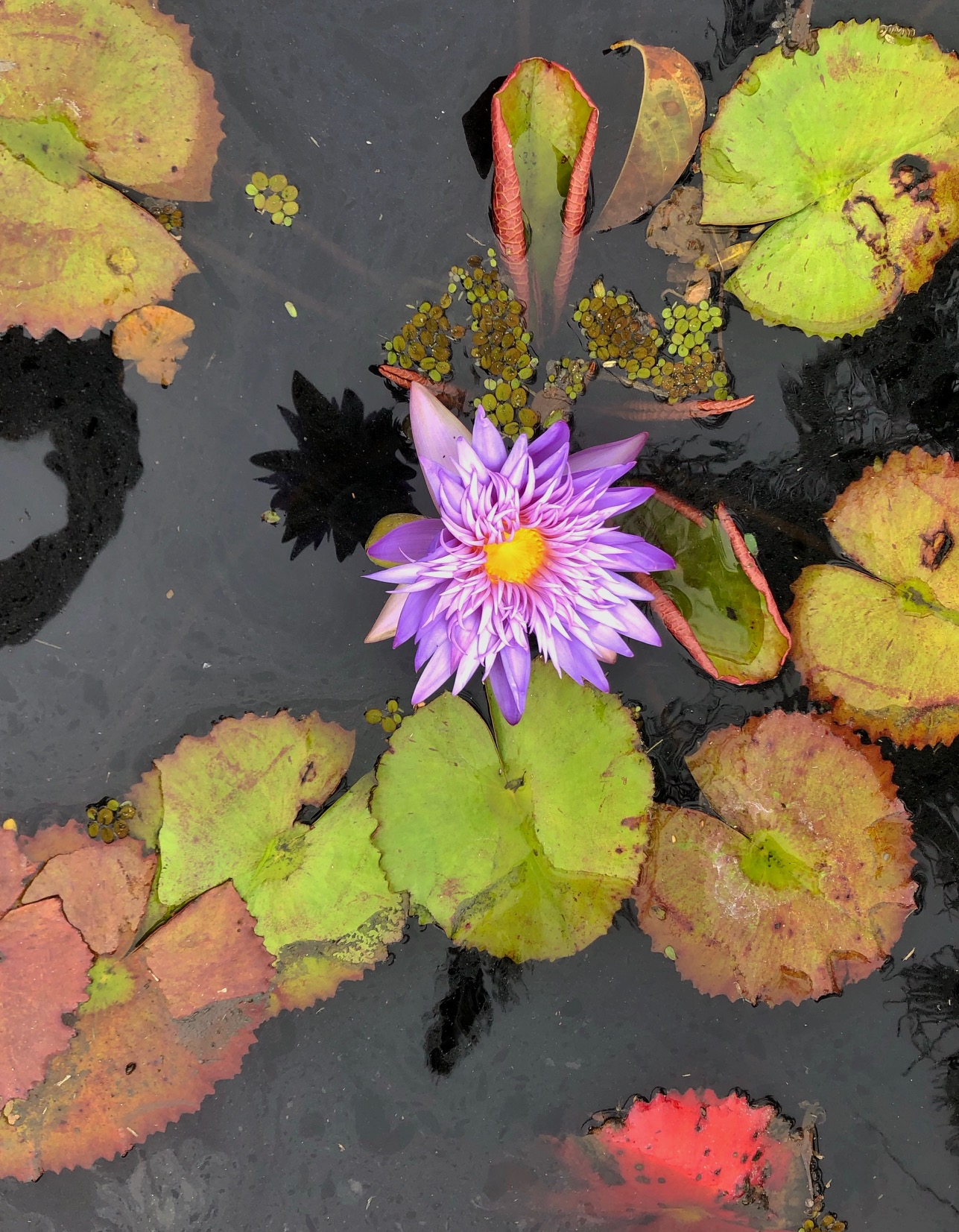 Lavender Star Lily