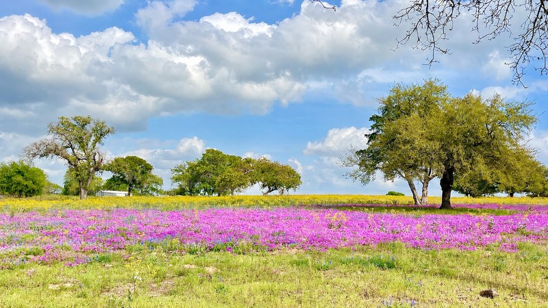 Pink Phlox Field with Trees
