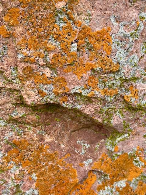 Orange Lichen Clusters