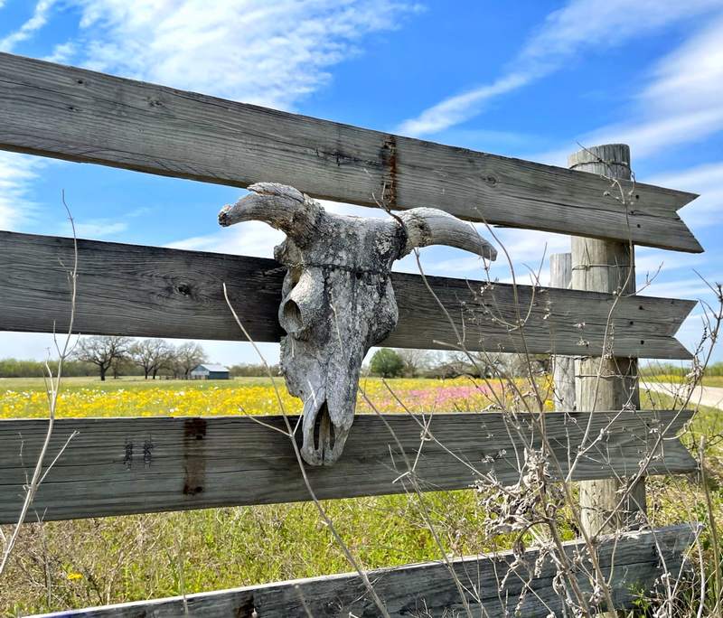 Longhorn Skull on the Fence