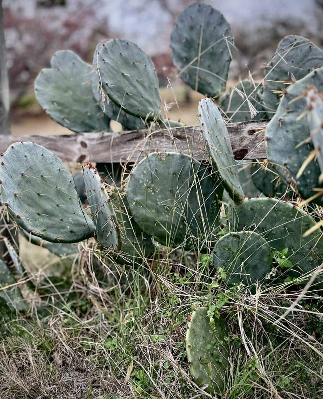 Prickly Pear on a Cedar Fence