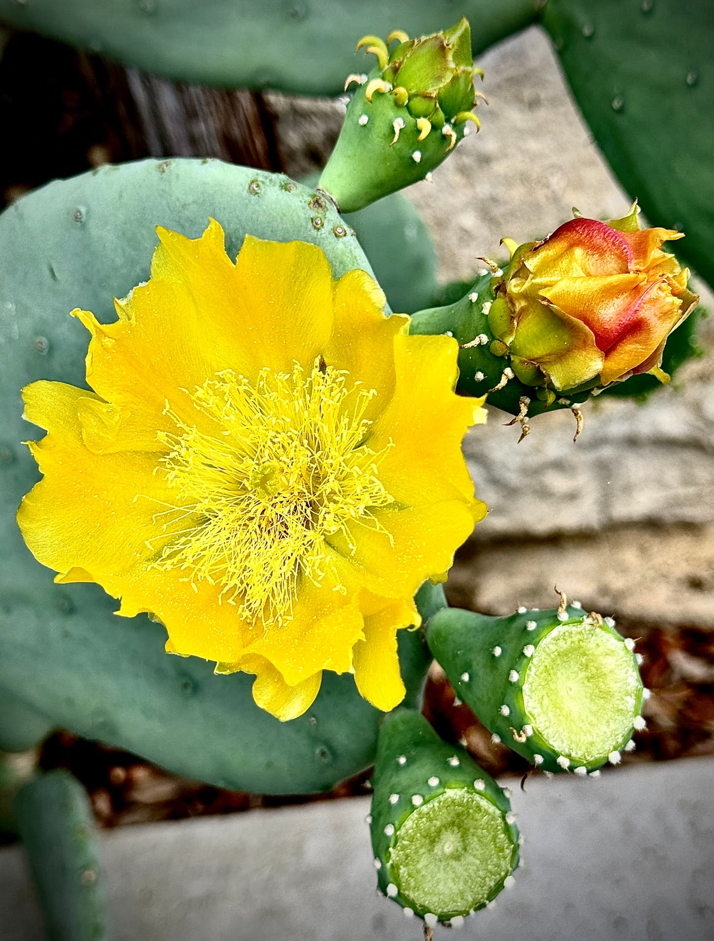 Yellow Prickly Pear Bloom on Limestone