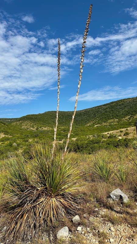 Sotol Bloom Stalks