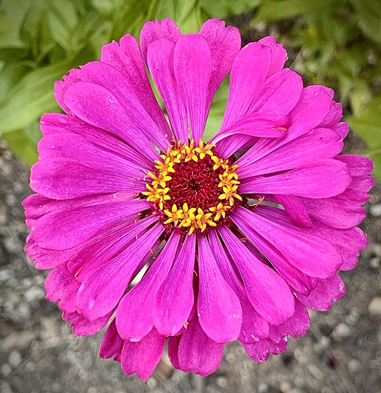 Magenta Zinnia Close-Up