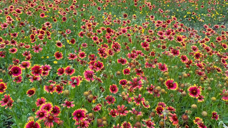 Firewheel Field