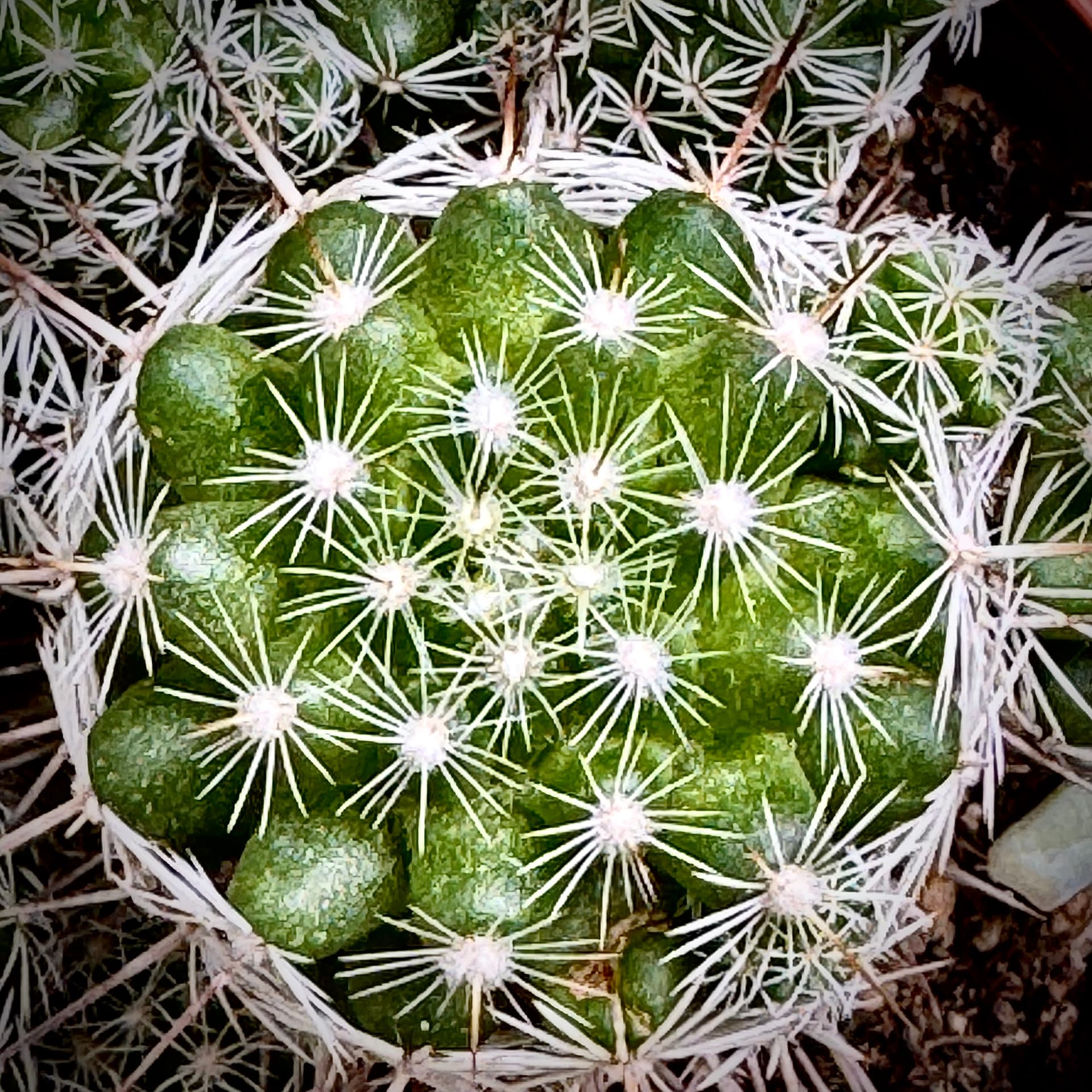 White Spine Starburst