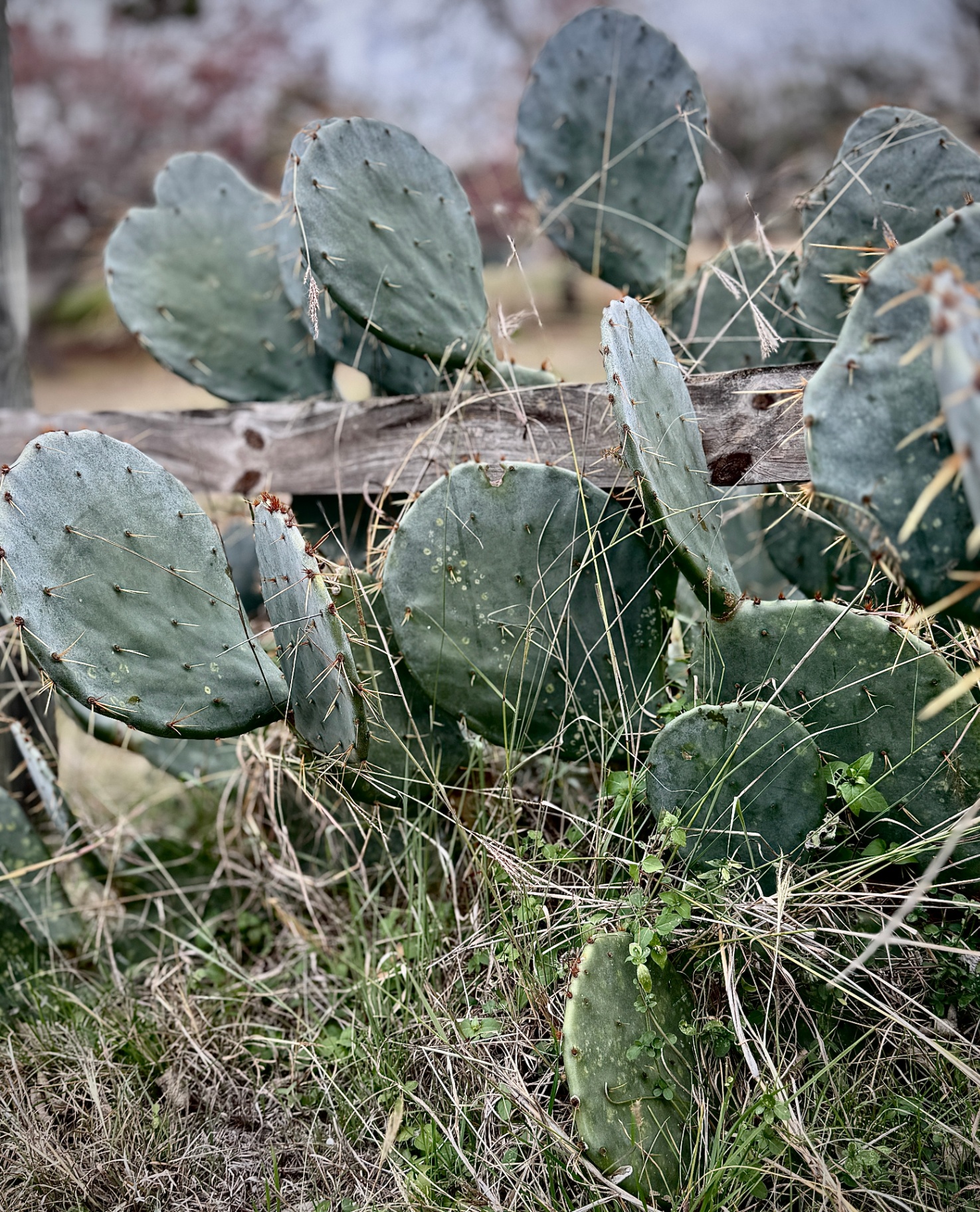 Prickly Pear on a Cedar Fence
