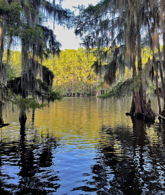 Spanish Moss Cathedral