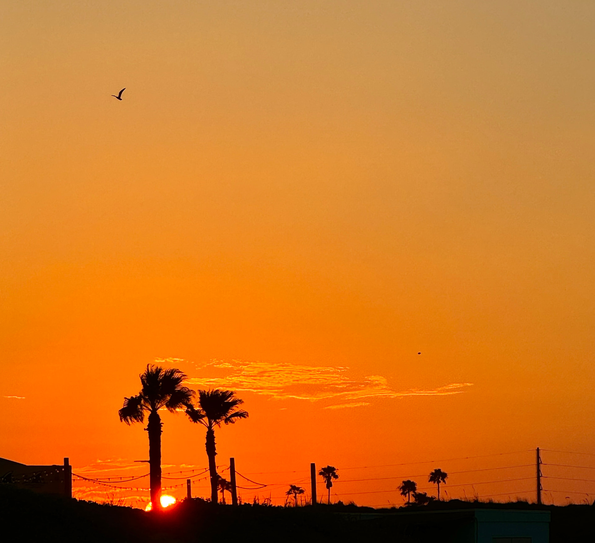 Tangerine Sunset & Palms