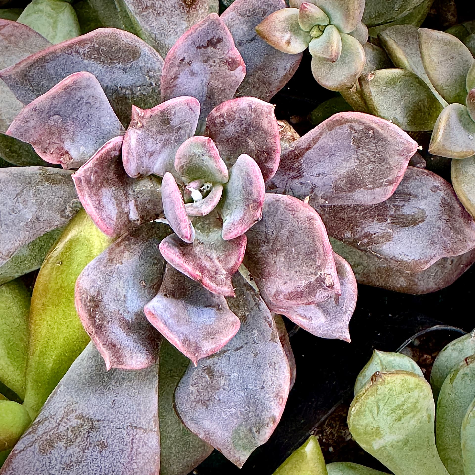 Violet Rosette